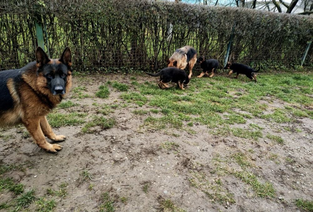 Щенок Немецкой Овчарки