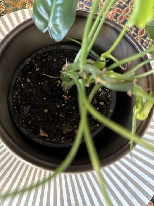 Филодендрон Бурле Маркс