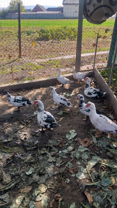 Familie rate mute