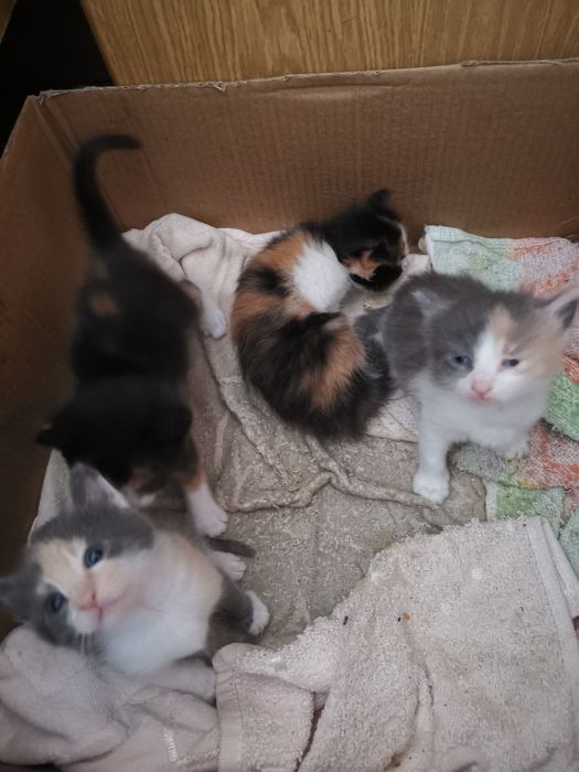 Бебета шарени Котенца