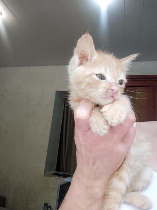 Котята в добрые руки. В хорошие руки котята. Мальчики девочки.