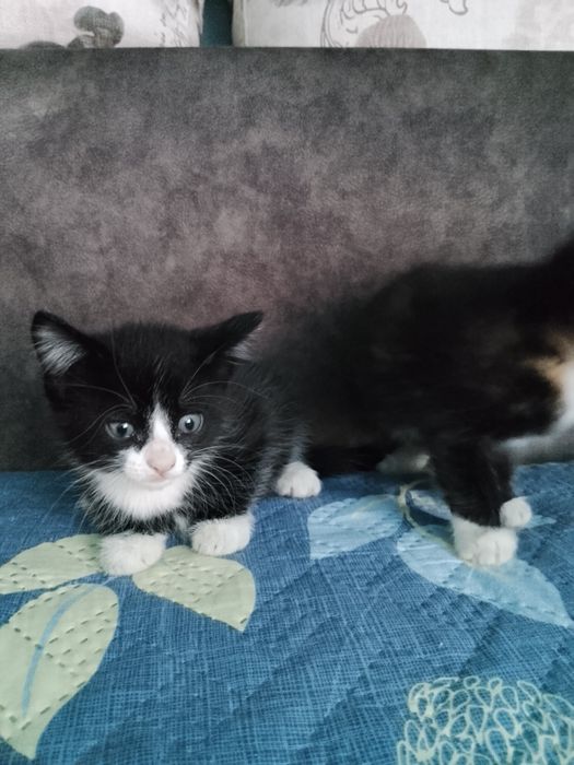 Продам домашних котят