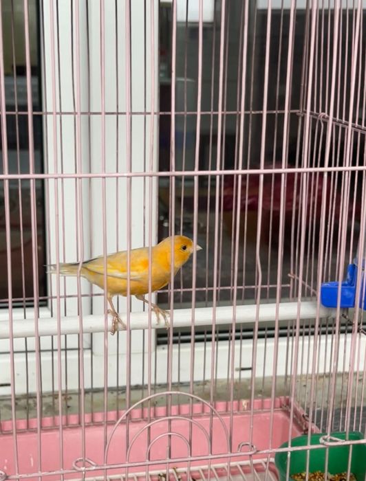 Продам Поющего Кенаря!