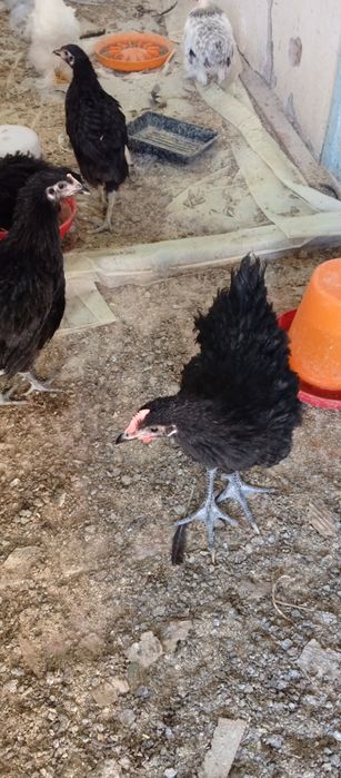 Кора Шахзода товук тухумлари сотувда