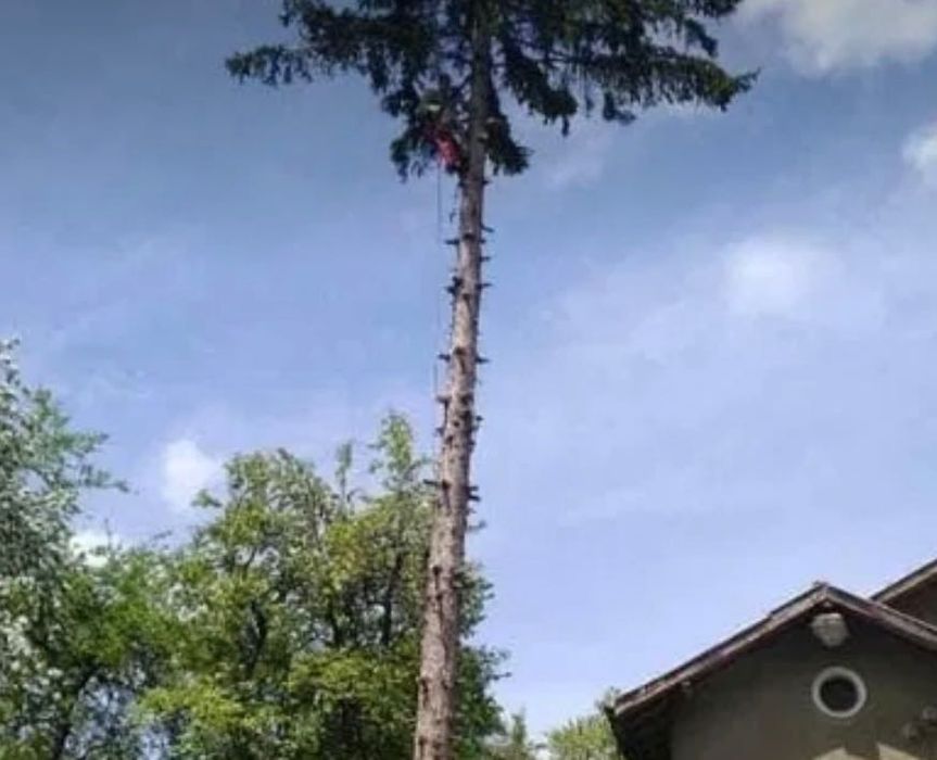 Алпинист (Арборист) 24/7