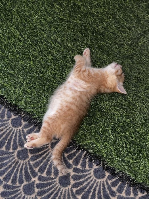 Котенок бесплатно
