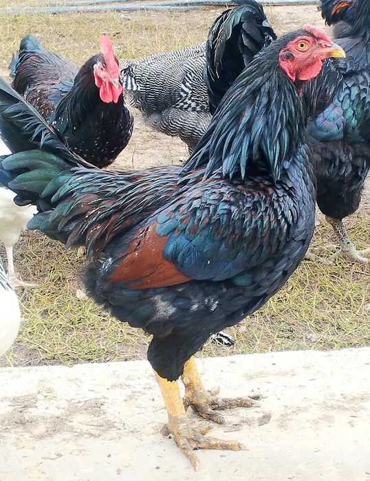 Familie 4+1 combatant Indian uriaș tineret 2025