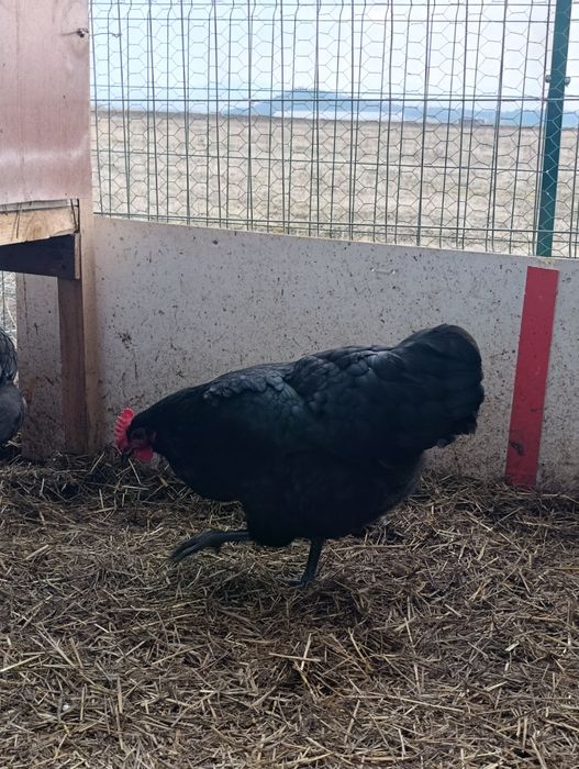Ouă de incubat Australorp