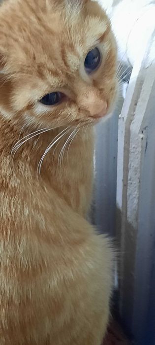 Рыжие котята. Возраст 3 месяца