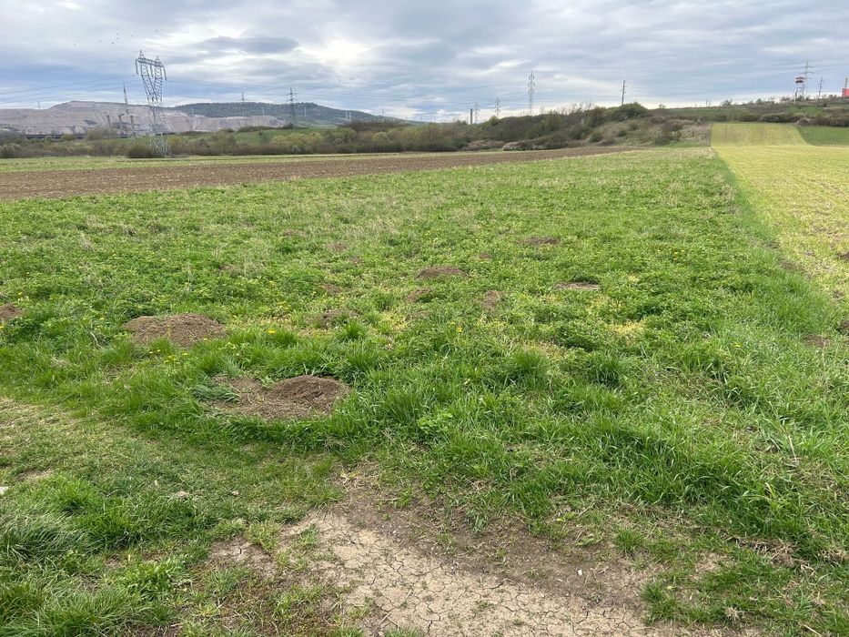 Vand teren extravilan in Pestisu mare