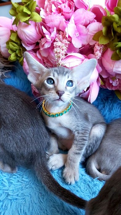 Котята ОРИЕНТАЛЬНЫЕ- голубые с документами