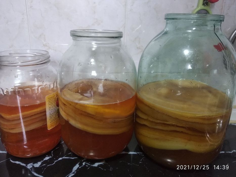 Чайный гриб камбуча