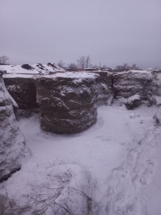 Сено в рулонах!!