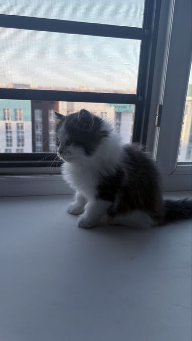 Котенки приручены к лотку