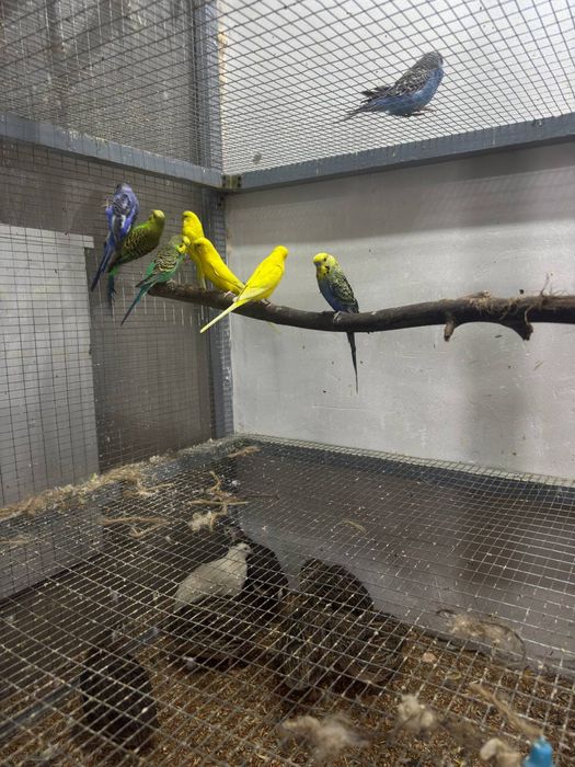 Tuti qush Valnisti toʻti qushla sotilad