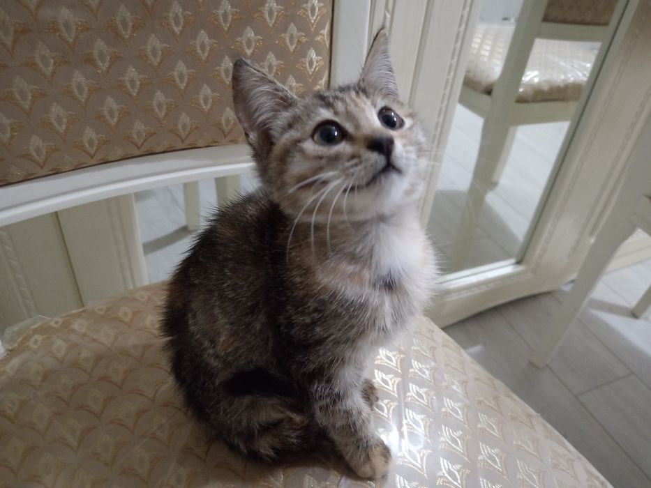 Отдаю котёнка в добрые руки