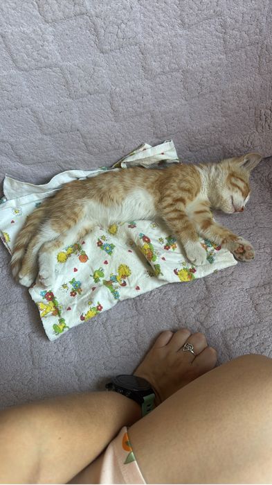 Котёнок в самые лучшие руки!
