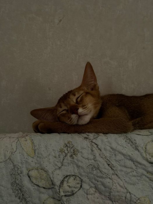 Абиссинские котята бронь