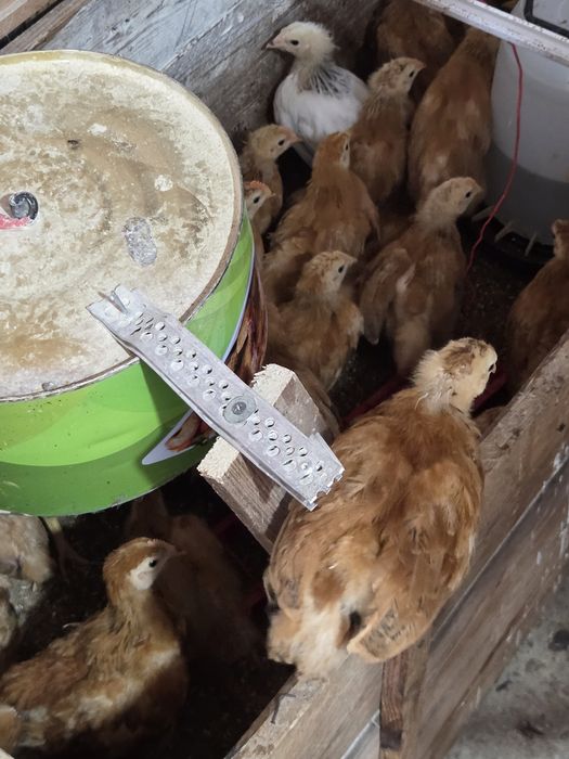Vind pui găină rasa New Hempsire Susex  si Australop au 2 vaccinuri