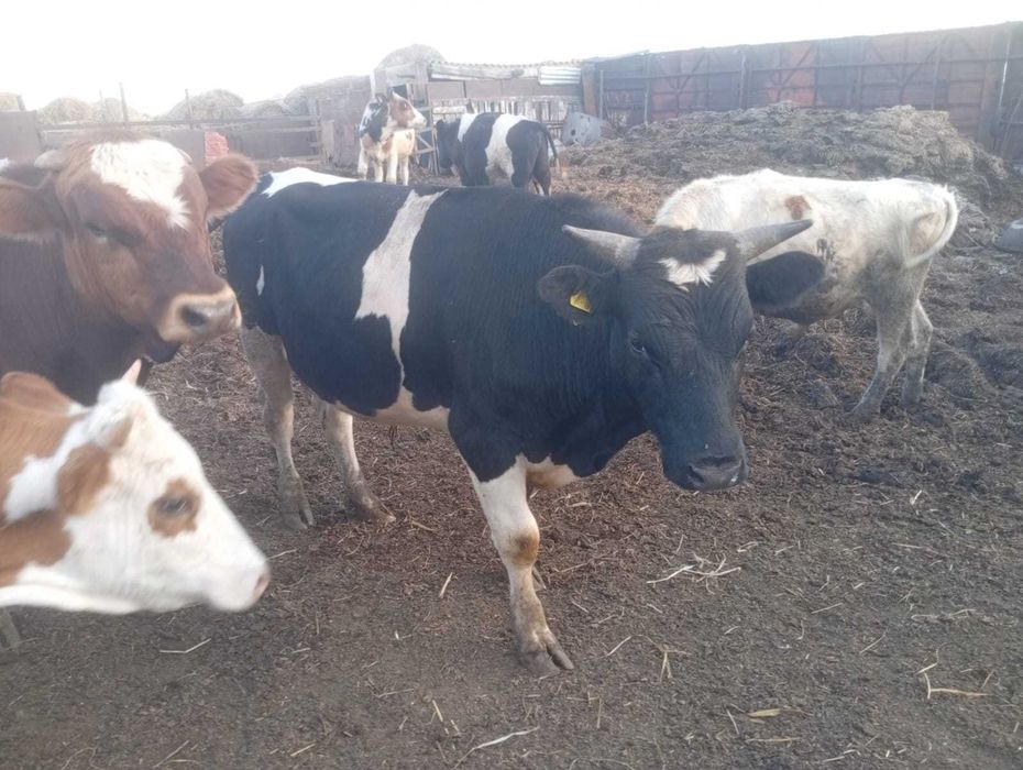 Продам молодняк быки,стельные телки,коровы дойные