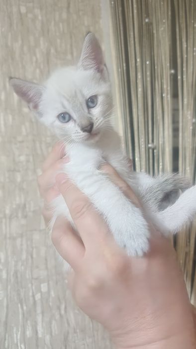 Отдаем котят в добрые руки