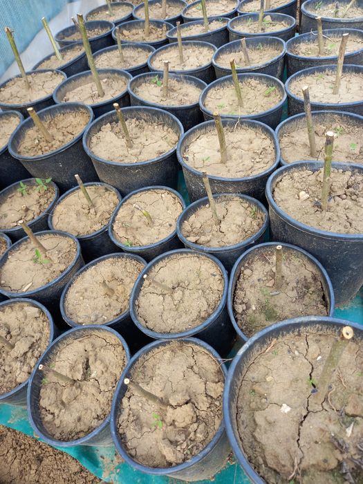 Paulownia Clona Carpatica Butasi Lemnificat