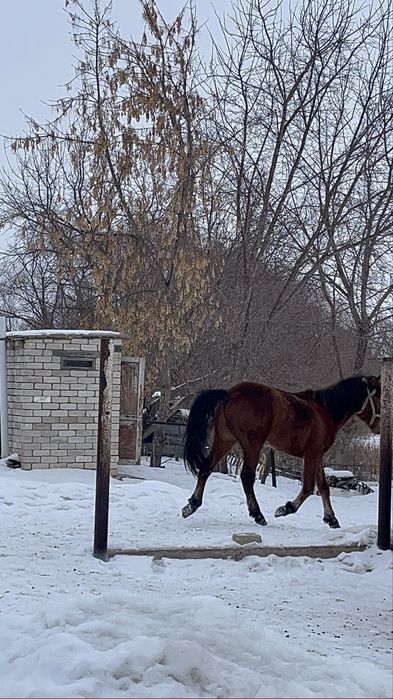 Кунан шыгар,Актобеде тур