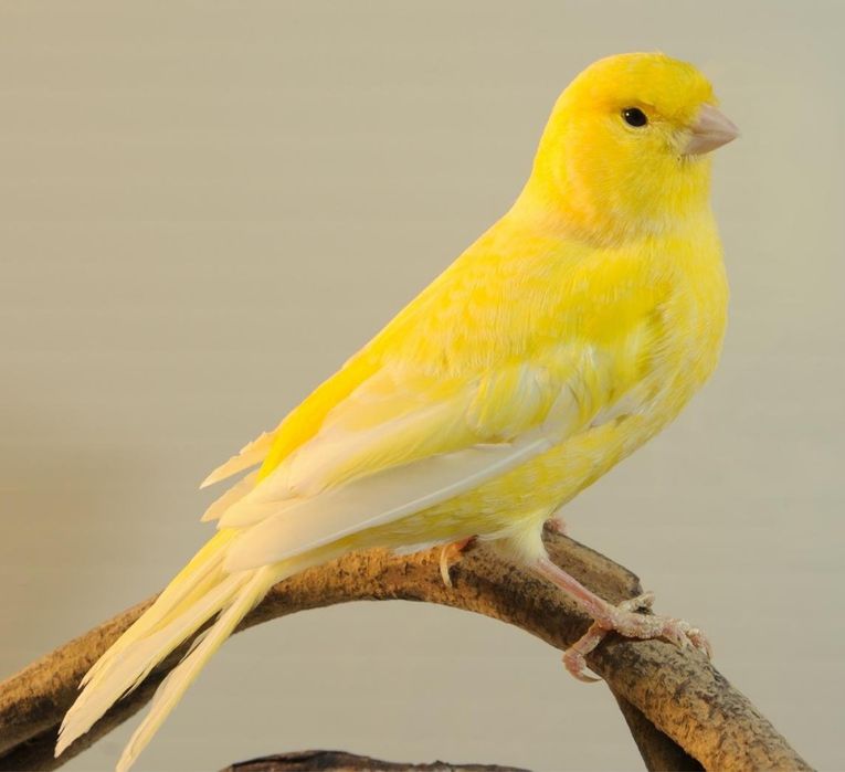 Канарейки кенары