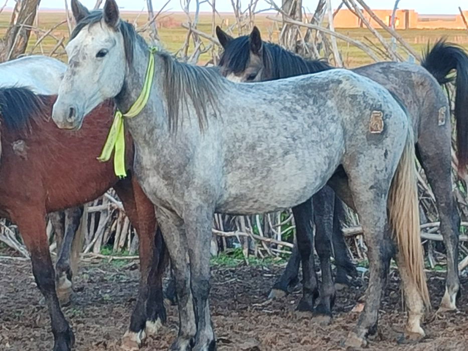 Продам кобылу 5 лет