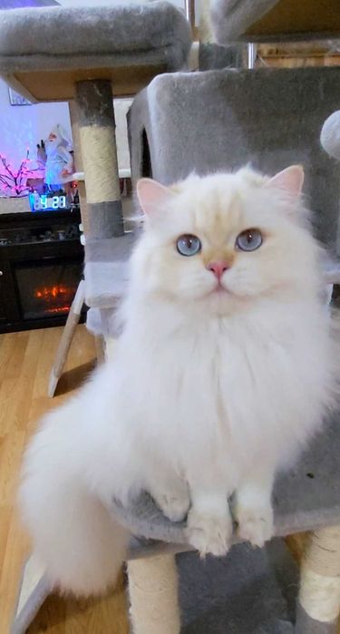British Longhair baiat superb pedigree
