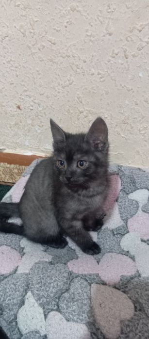 Мушукча сотилади