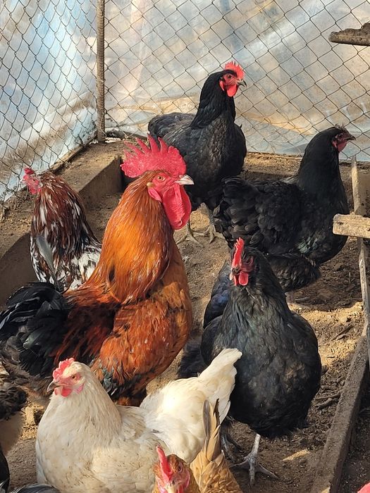 Инкубационное яицо