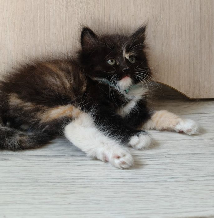 котенок породистый скотиш  фолд