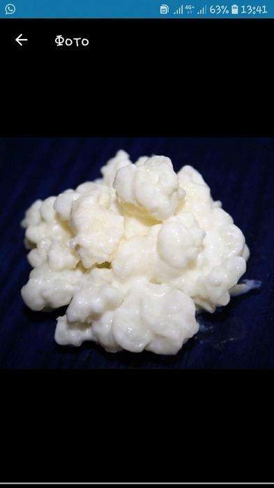 Гриб кефирный (молочный)