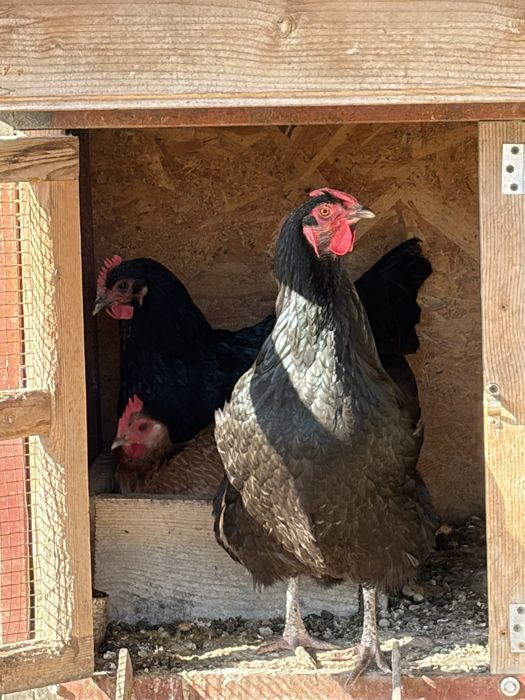 Oua de consum sau incubat gaini si rate