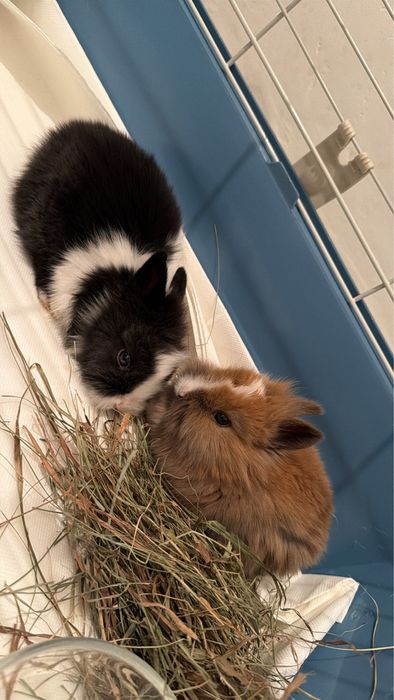 Iepurasi de companie pitici cap de leu