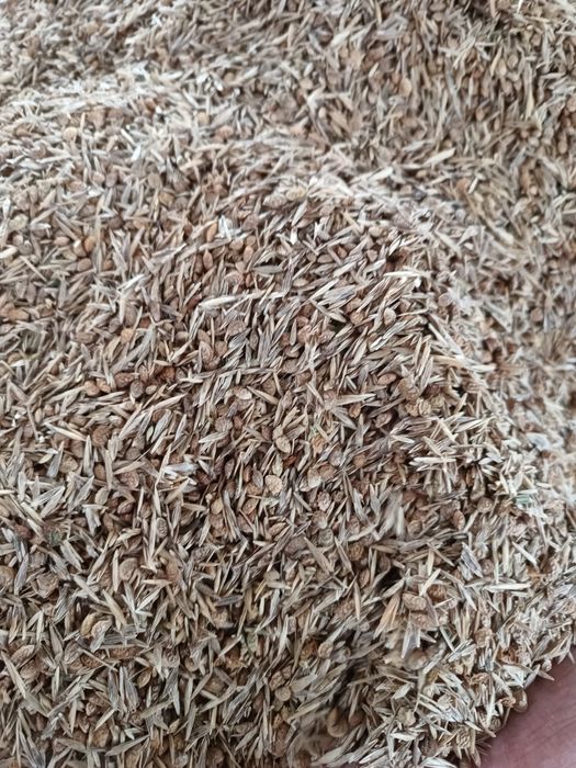 Sămânță Sparceta Certificata, Bromus inermis, Amestec furajer, Iarba