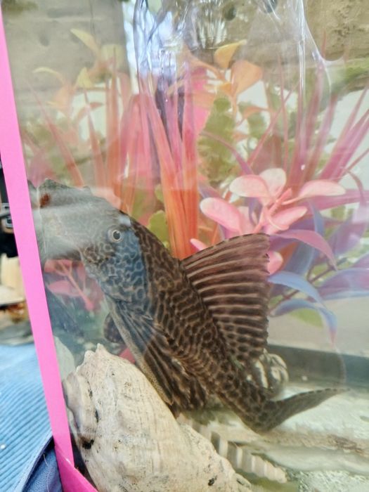 Аквариум со всеми удобствами