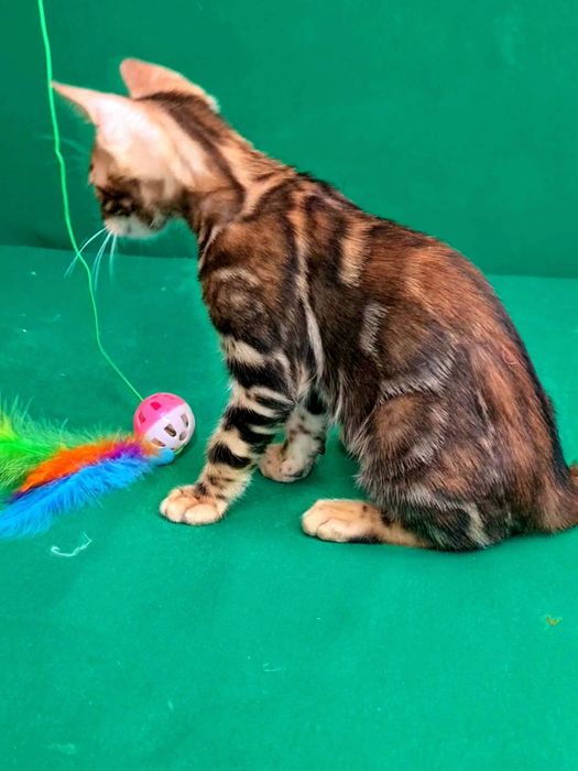 Бенгалы лучших из лучших