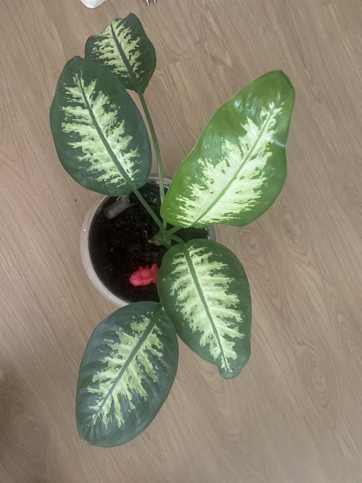 Продается цветок- диффенбахия