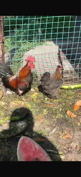 Продам карликов домашние