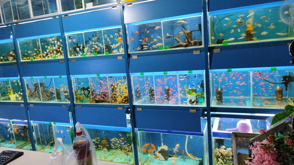 Аквариумные рыбки