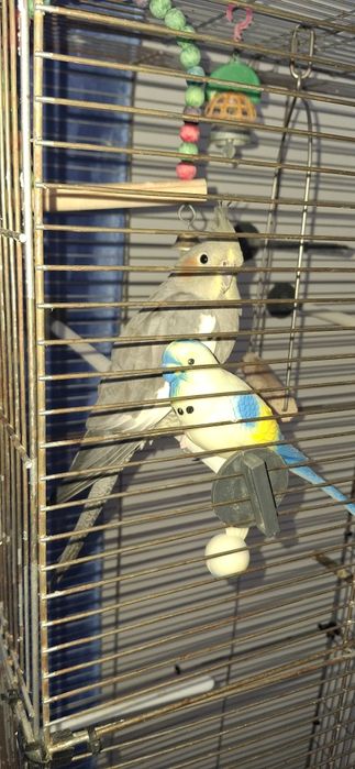 Попугай Корелла.