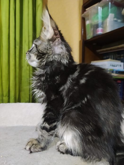 Продаются котята Мейн кун!