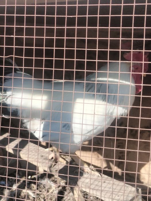 Петухи адлер домашние