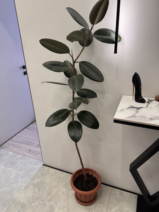 Продам цветы домашние