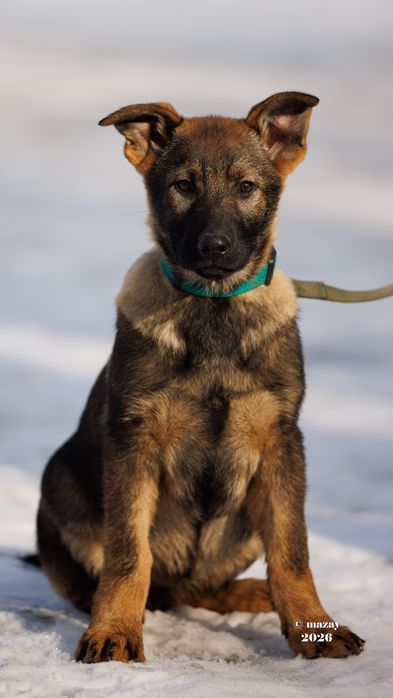 Немецкая овчарка РР