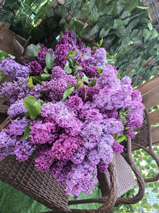 Сирень Букеты Элитная