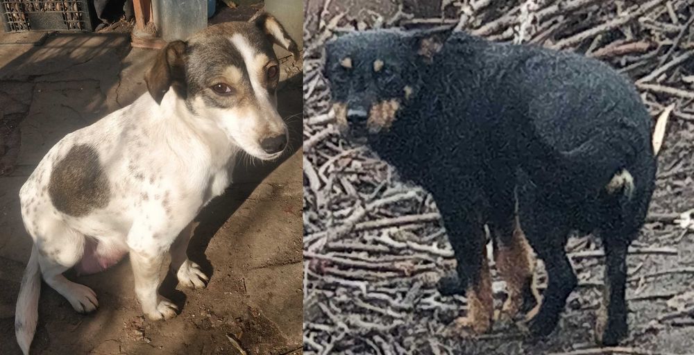 Две малки бонбончета си търсят любящ стопанин