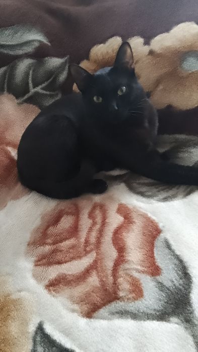 Отдам даром кошку